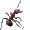 Муравей : Настоящий муравей-Тиран