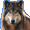 Волк : Самый надежный из волков